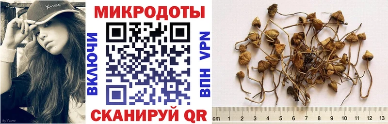 что такое Новотроицк Псилоцибиновые грибы мицелий